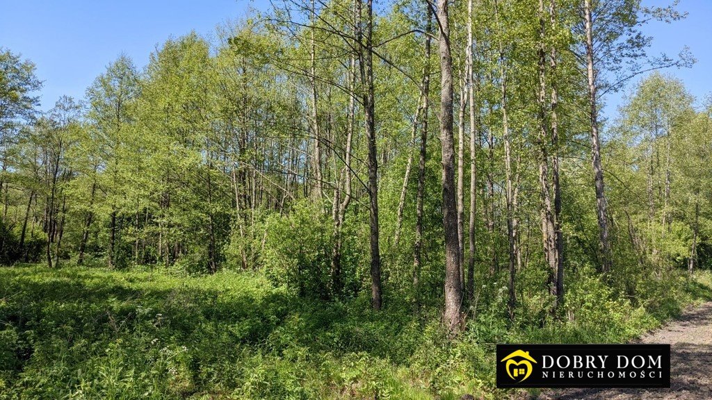 Działka rolna na sprzedaż Bierniki  4 900m2 Foto 3