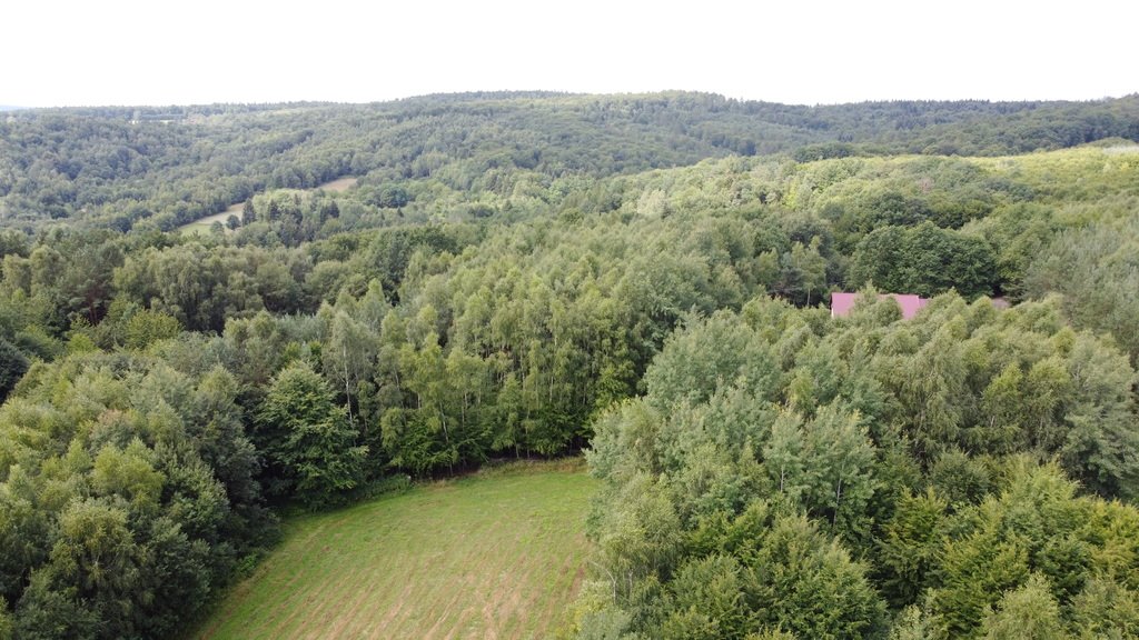 Działka budowlana na sprzedaż Nowy Borek  8 060m2 Foto 4