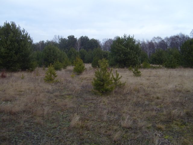 Działka budowlana na sprzedaż Arciechów  928m2 Foto 12