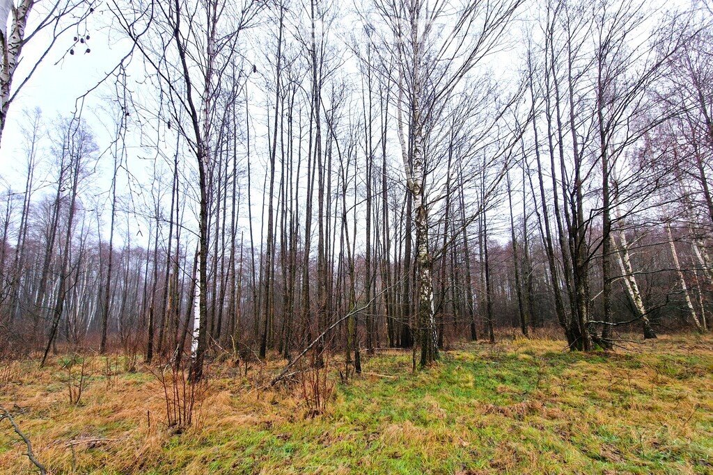 Działka inna na sprzedaż Woskrzenice Duże  15 800m2 Foto 1