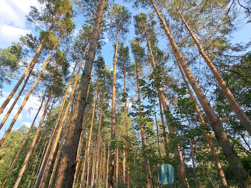 Działka budowlana na sprzedaż Bieliny  24 880m2 Foto 3