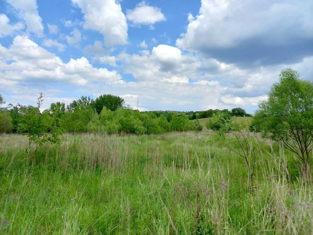 Działka budowlana na sprzedaż Chwaliszów, Chwaliszów  52 000m2 Foto 14