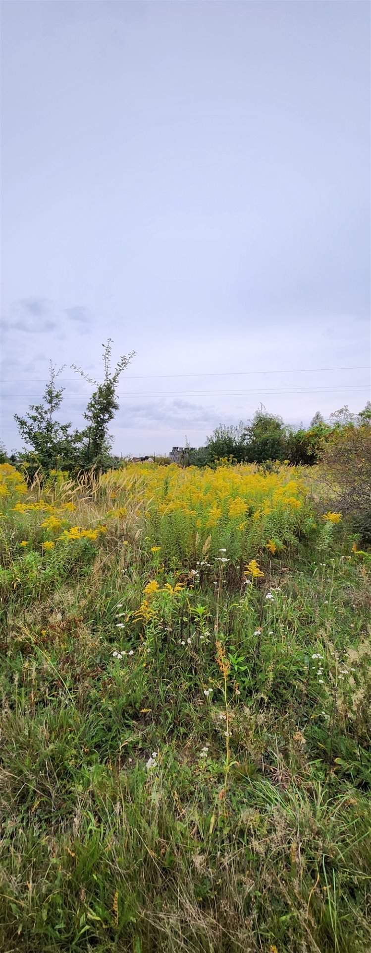 Działka budowlana na sprzedaż Józefów, Janów  3 099m2 Foto 2