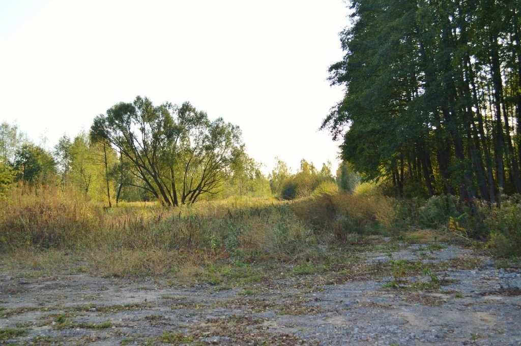 Działka budowlana na sprzedaż Sierzchów, Mazowiecka  10 500m2 Foto 6