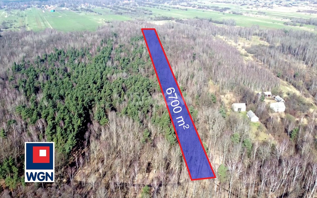 Las liściasty 80 lat, 6700 m², cena do negocjacji Kamienica Polska, Kamienica Polska  6 700m2 Foto 1