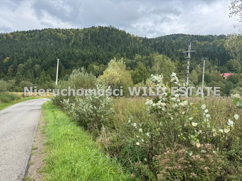 Do sprzedania działka 19 967 m² z warunkami zabudowy w Krzywym Krzywe  19 967m2 Foto 1