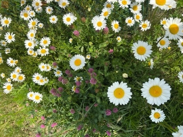 Działka pod zabudowę z lasem i mediami, 2670 m² Czmoniec  2 670m2 Foto 1