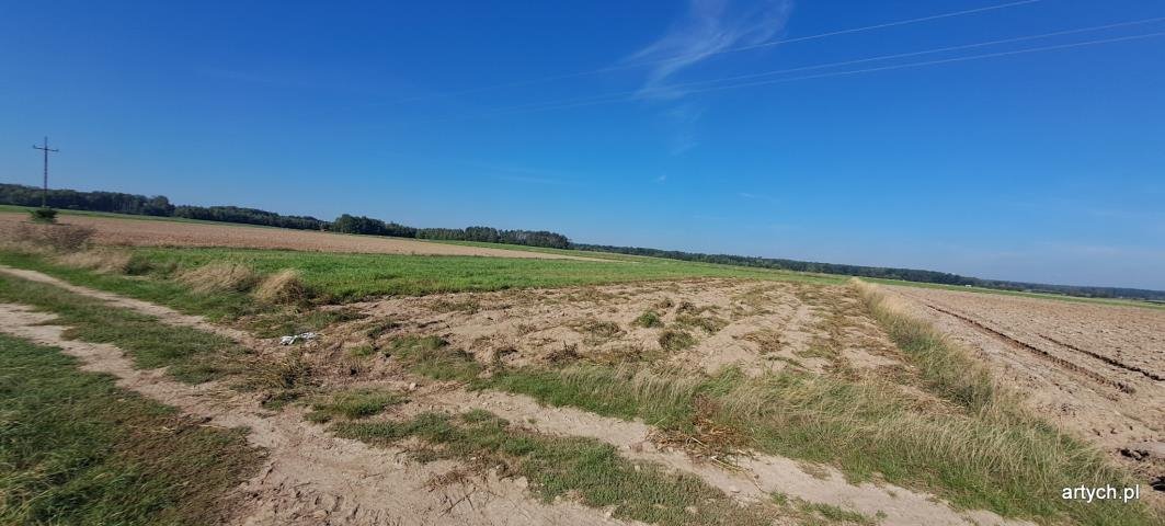 Działka rolna na sprzedaż Rogów  3 000m2 Foto 1