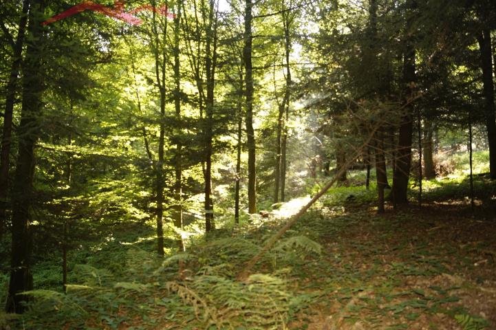 Działka leśna na sprzedaż Pietrusza Wola  15 100m2 Foto 7