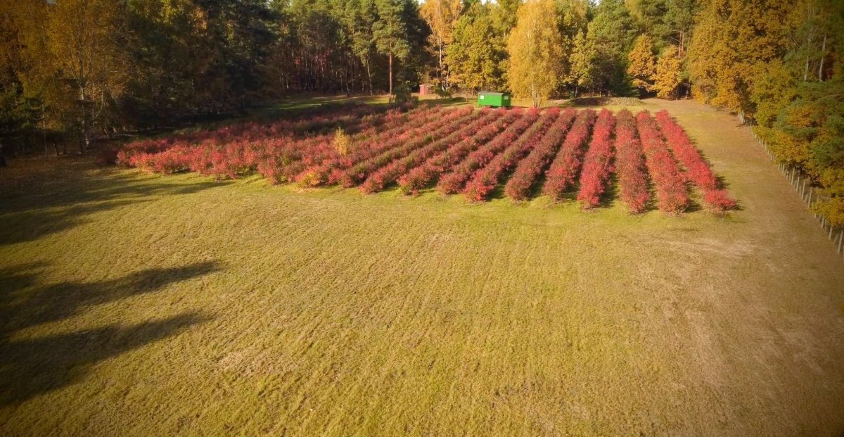 Działka budowlana na sprzedaż Nadarzyn, Nadarzyn, ul. Błońska  18 159m2 Foto 7