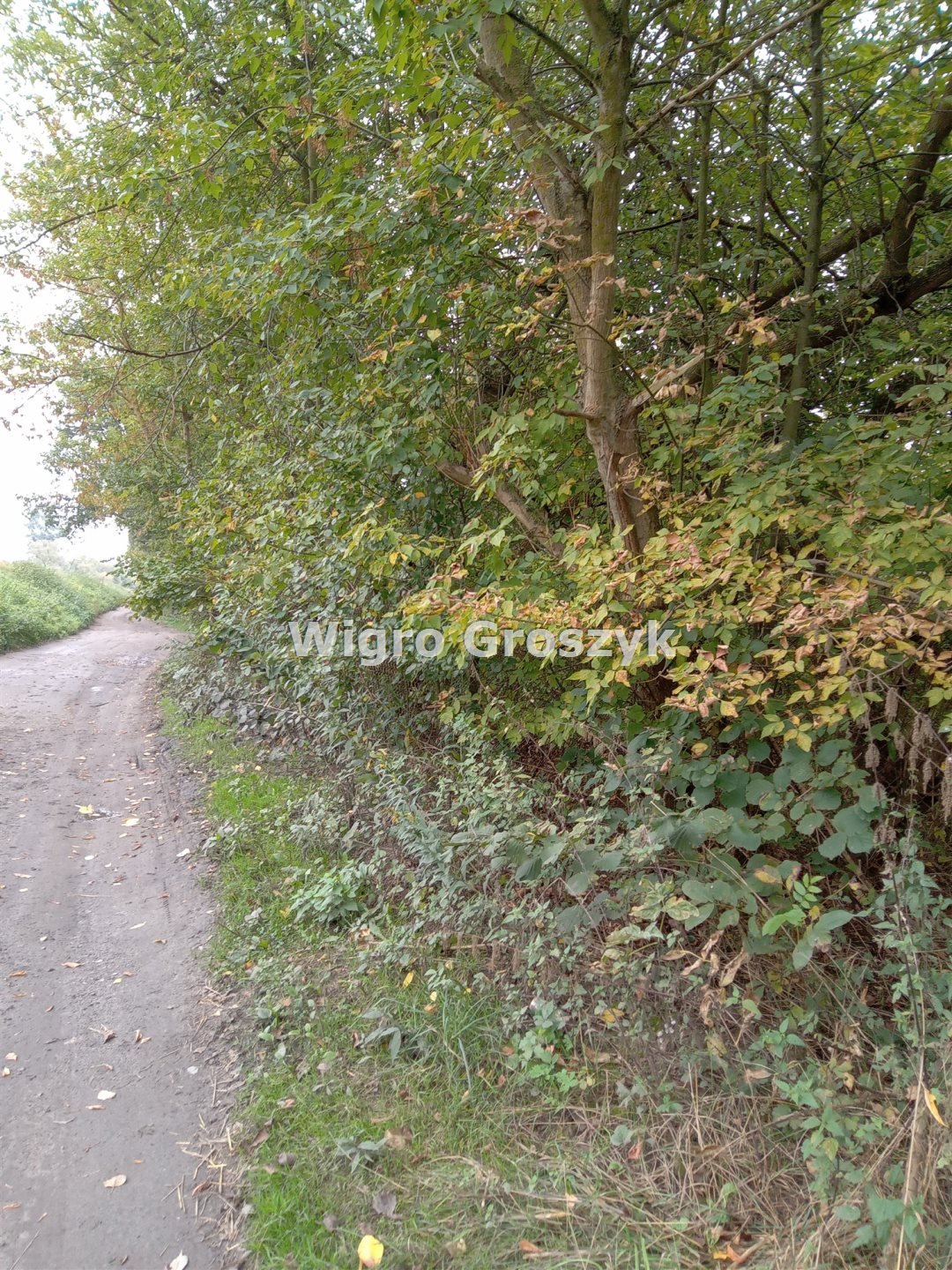 Duża działka (55 000 m²) pod zabudowę i rolnictwo w Kępie Kiełpińskiej Kępa Kiełpińska  24 980m2 Foto 1