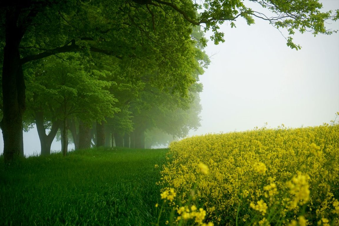 Działka budowlana na sprzedaż Kruszewo-Brodowo  5 000m2 Foto 2