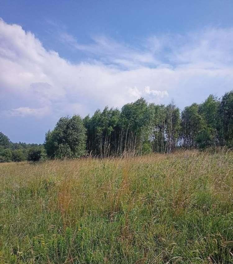 Działka rolna na sprzedaż Olszanka  1 392m2 Foto 10