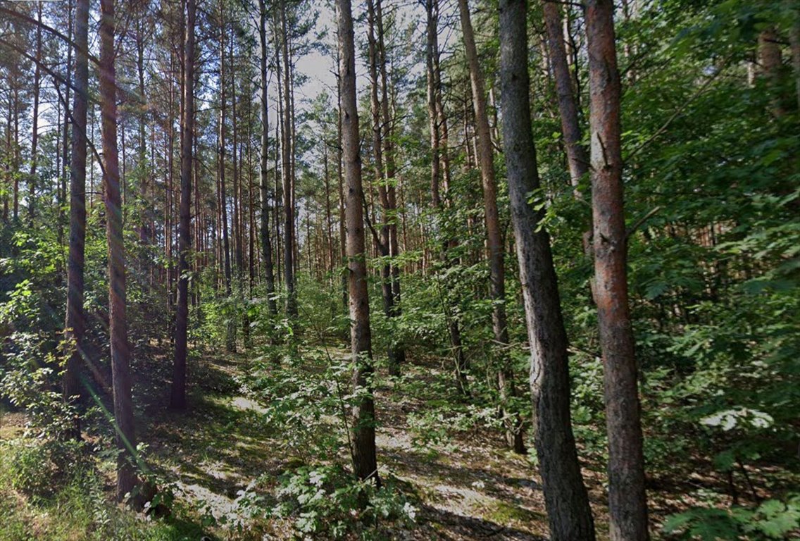 Zapraszam do zakupu działki 10 048 m² z lasem w Cybulicach Małych Cybulice Małe  10 048m2 Foto 1