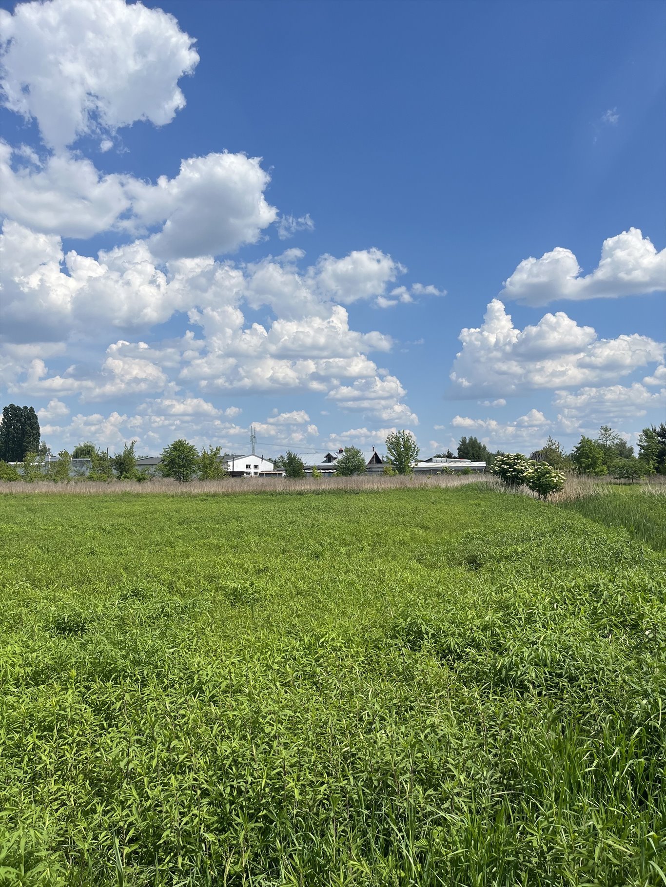 Działka budowlana na sprzedaż Stare Babice, Koczarska  1 600m2 Foto 8