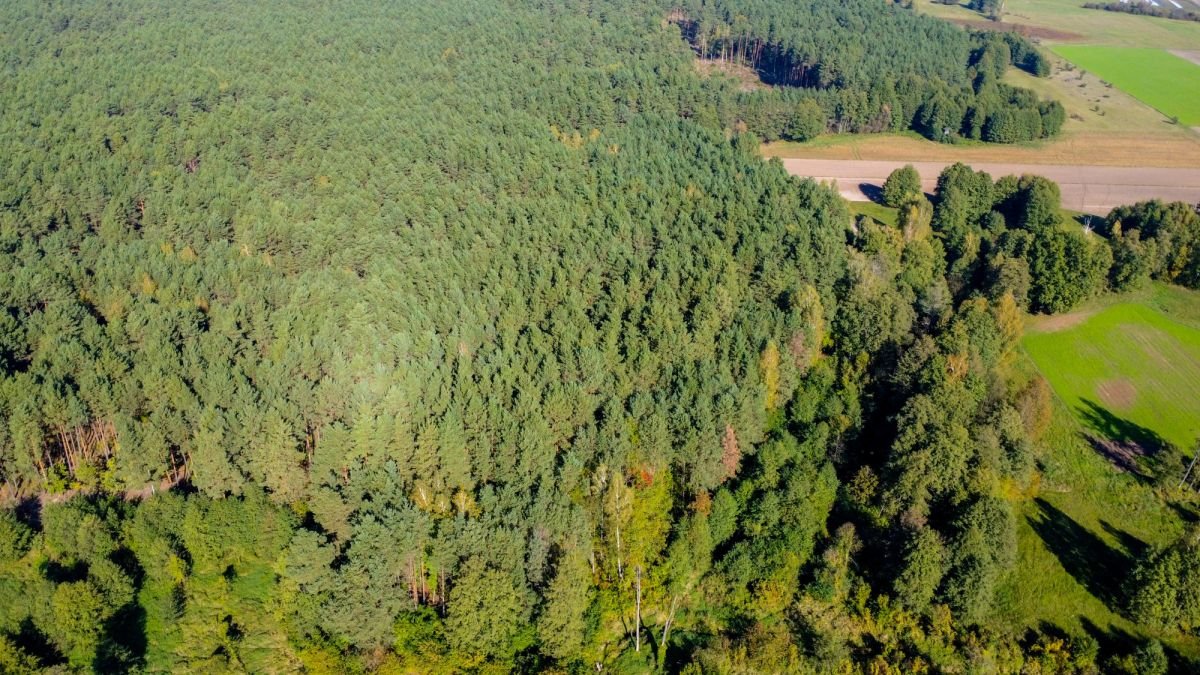 Działka leśna na sprzedaż Michałowo  36 000m2 Foto 8