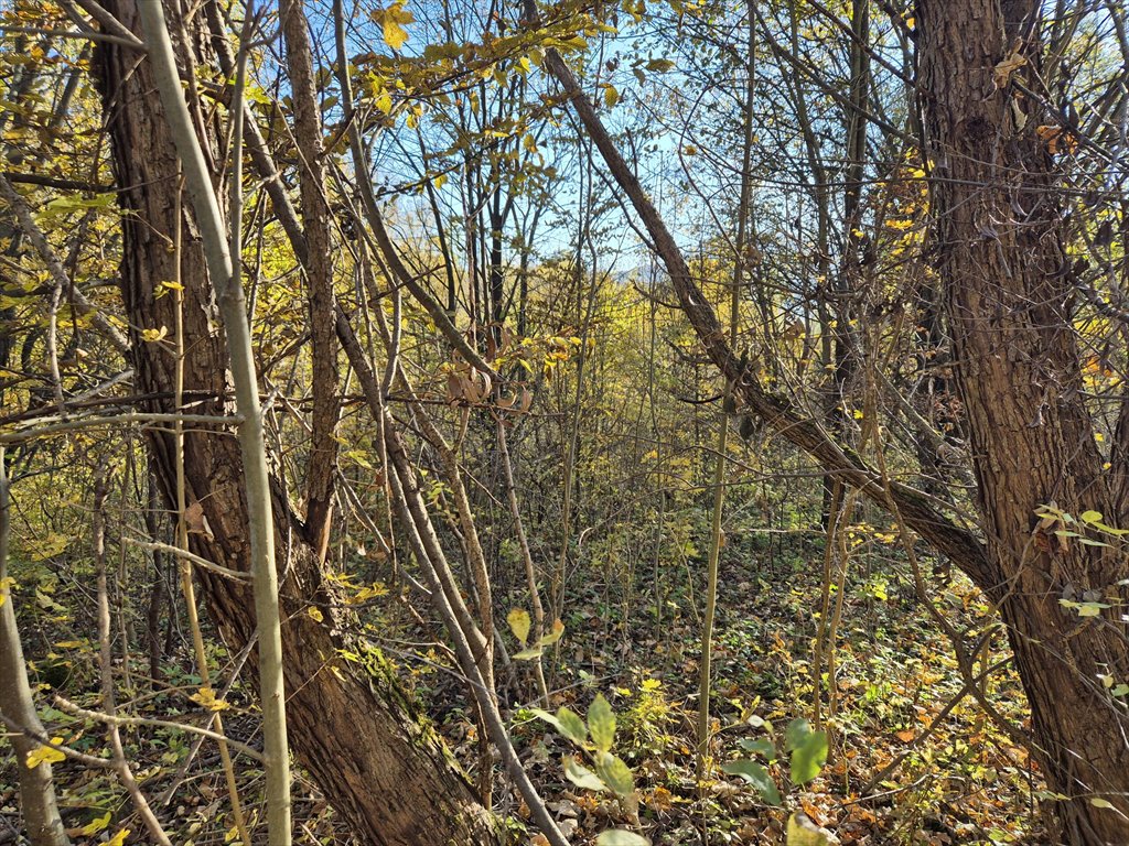 Działka rolna na sprzedaż Jasionka  7 000m2 Foto 8