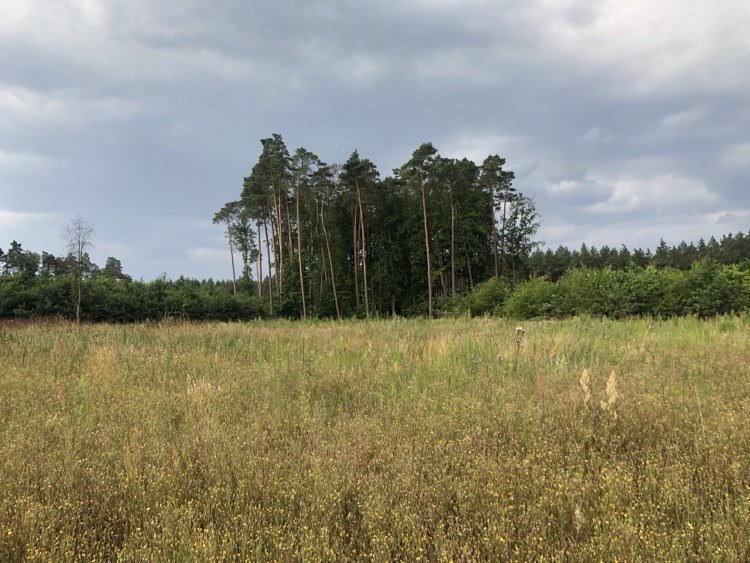 Działka budowlana na sprzedaż Danków  4 612m2 Foto 7