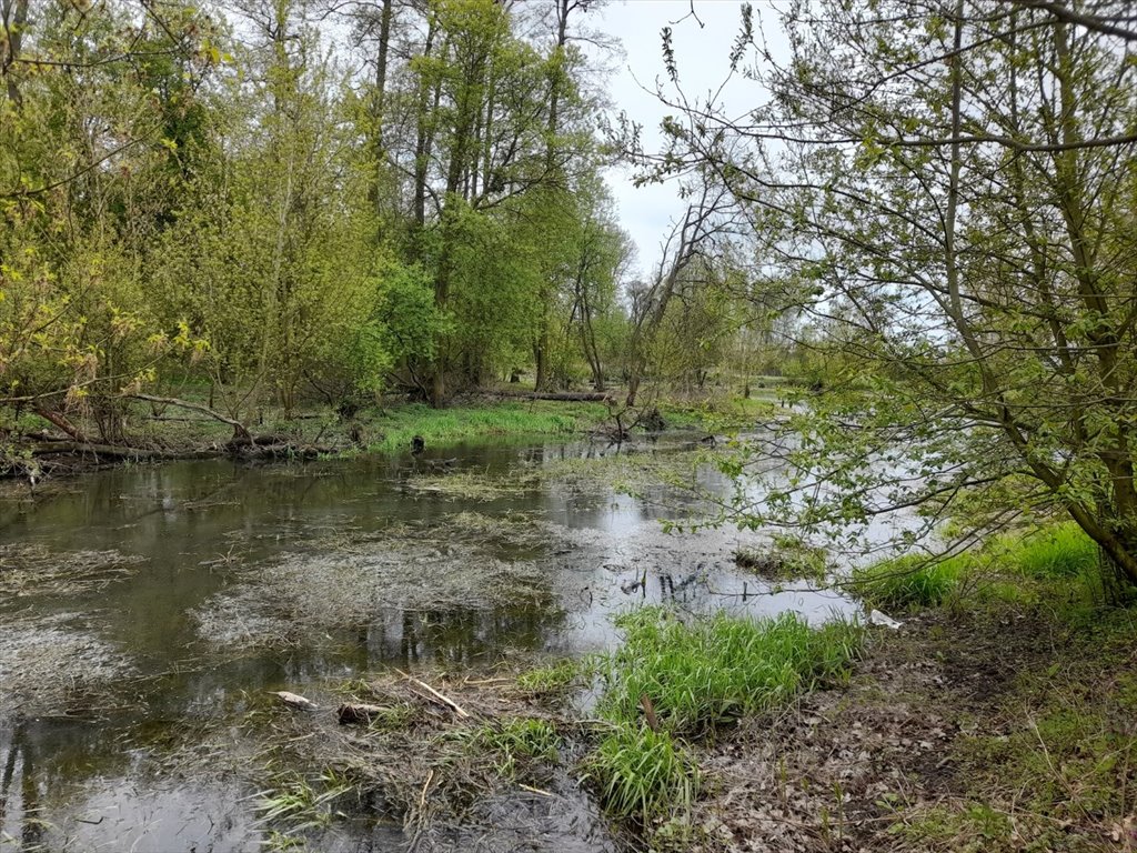 Do sprzedania działka 5490 m² z dostępem do rzeki Utraty Strzyżew  5 477m2 Foto 1