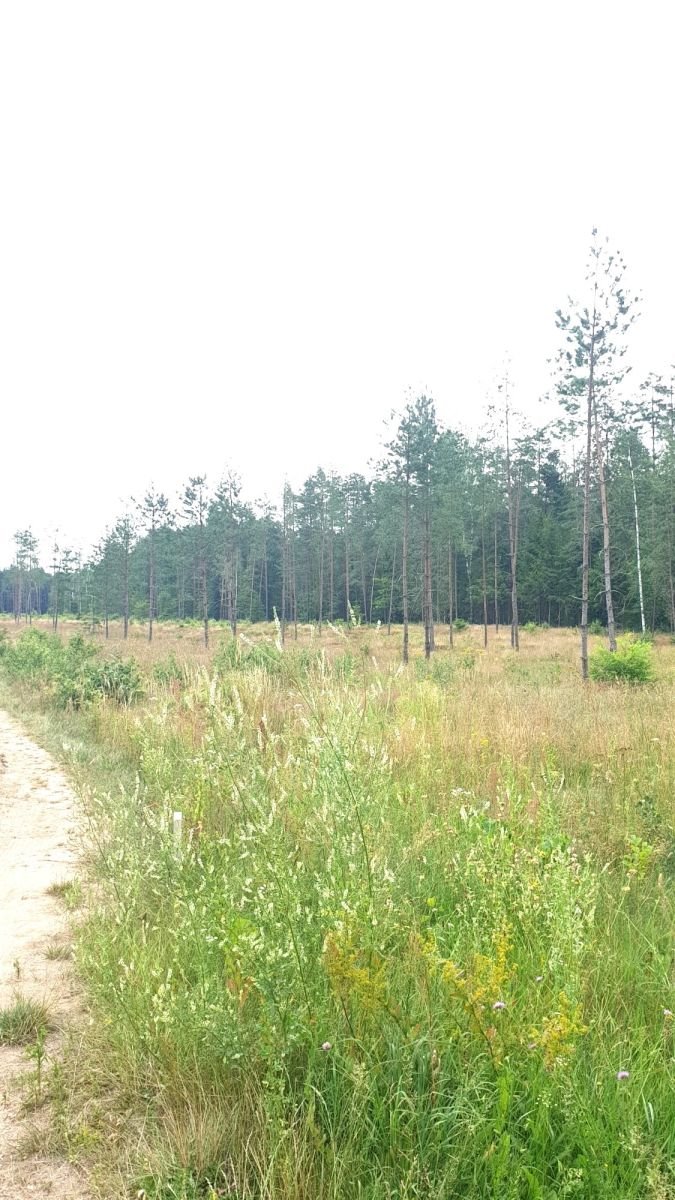 Działka gospodarstwo rolne na sprzedaż Wigrańce  3 000m2 Foto 2