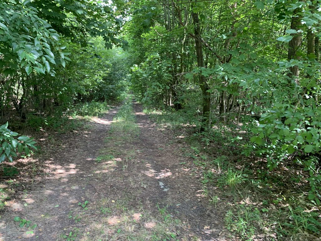 Działka budowlana 1000 m² w Albertowie, las, cisza, media Albertów, Albertów  1 000m2 Foto 1