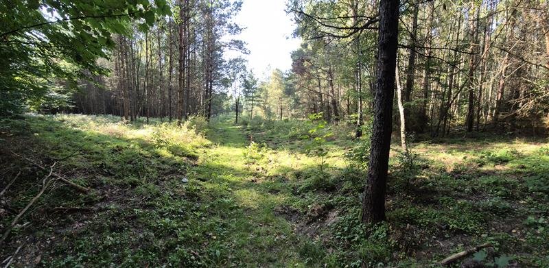 Działka budowlana na sprzedaż Sopieszyno, Leśna  44 000m2 Foto 4