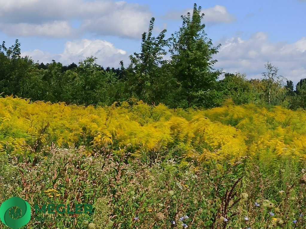 Działka budowlana na sprzedaż Granica  900m2 Foto 6