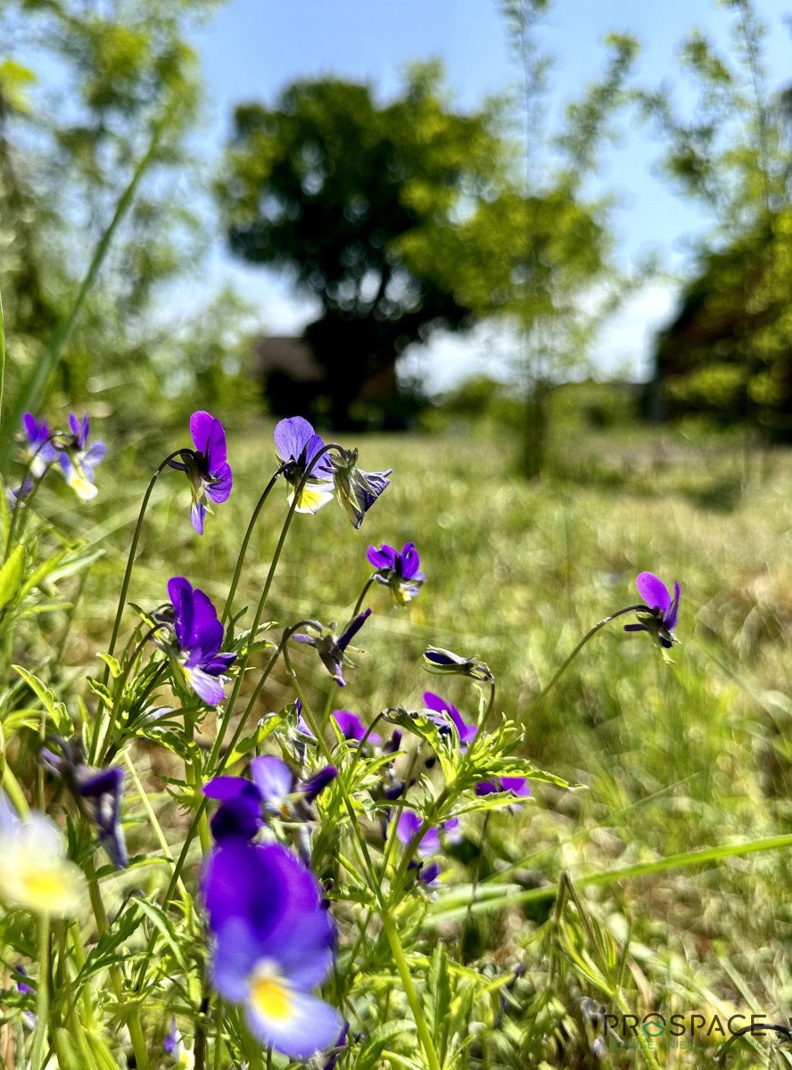 Działka budowlana na sprzedaż Płoty, Sadowa  1 769m2 Foto 1