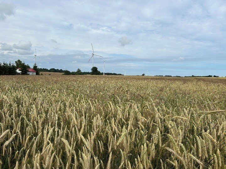 Działka rolna na sprzedaż Zaleskie  6 500m2 Foto 2