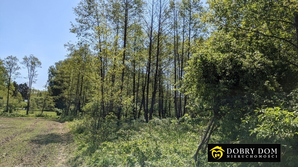 Działka rolna na sprzedaż Bierniki  4 900m2 Foto 1