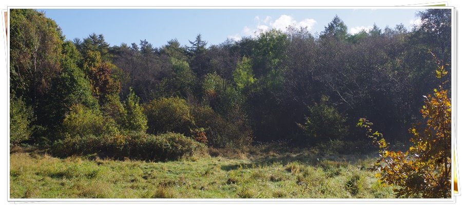 Działka rolna na sprzedaż Wejherowo, Śmiechowo, Fenikowskiego  8 970m2 Foto 13