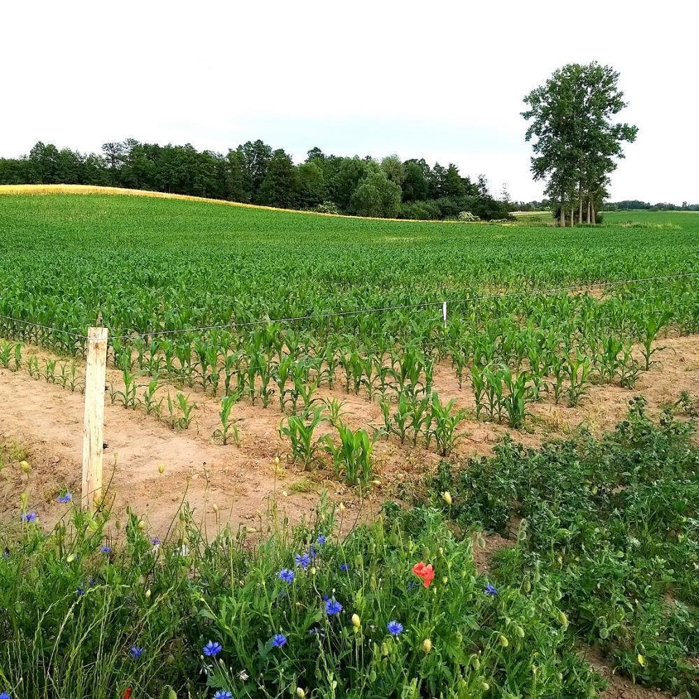 Działka inna na sprzedaż Duszniki, Kunowo  4 500m2 Foto 4