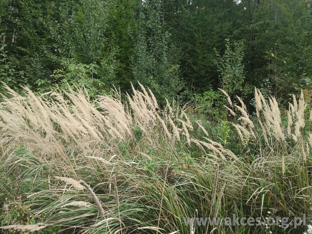 Działka budowlana na sprzedaż Ostrówek  11 580m2 Foto 1