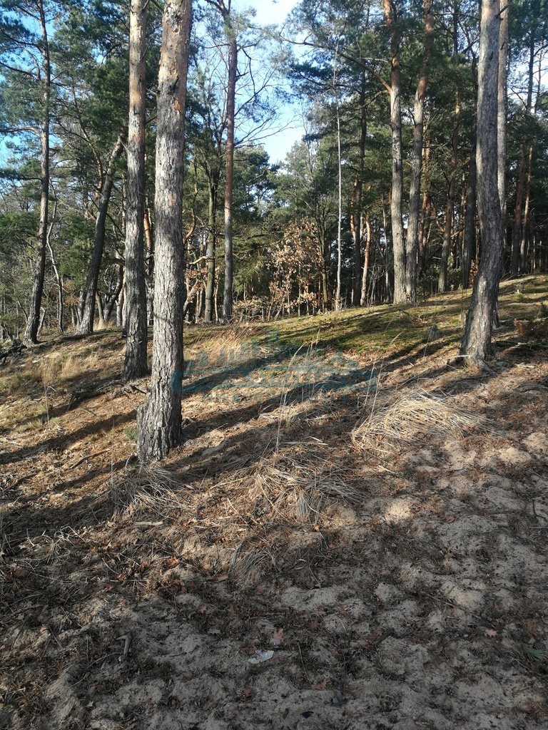 Działka leśna na sprzedaż Izabelin-Dziekanówek  17 000m2 Foto 1