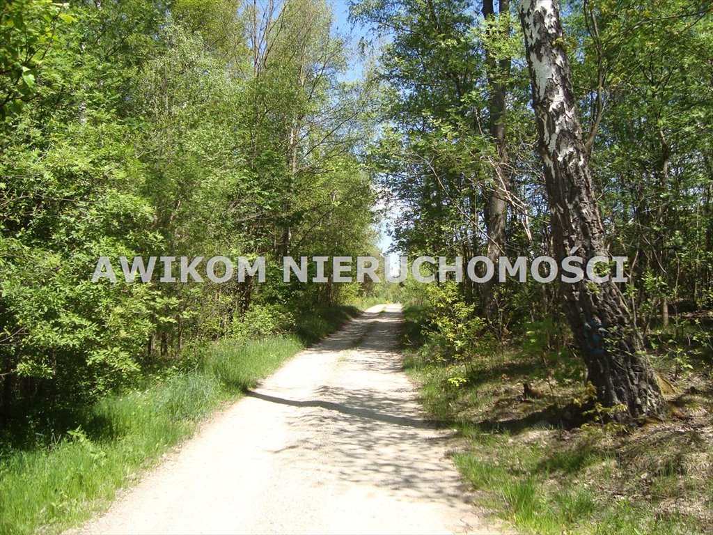 Działka leśna na sprzedaż Piotrkowice  13 500m2 Foto 1
