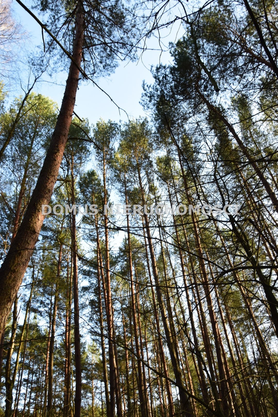 Działka inna na sprzedaż Grabina  13 170m2 Foto 5