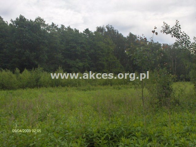 Działka rolna na sprzedaż Piekut  195 300m2 Foto 4