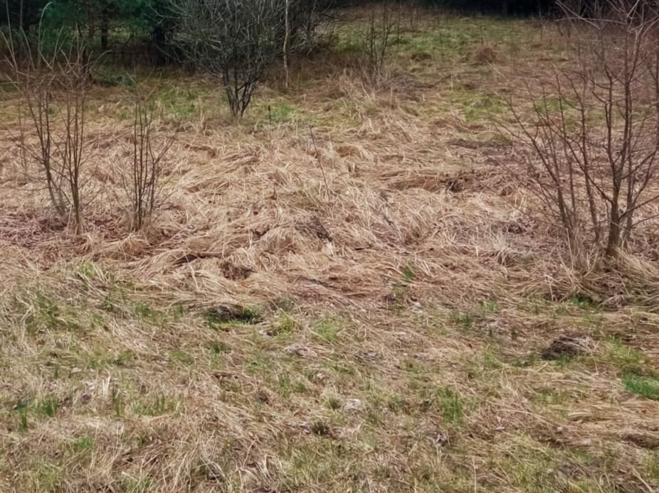 Działka budowlana na sprzedaż Rynki  1 406m2 Foto 2