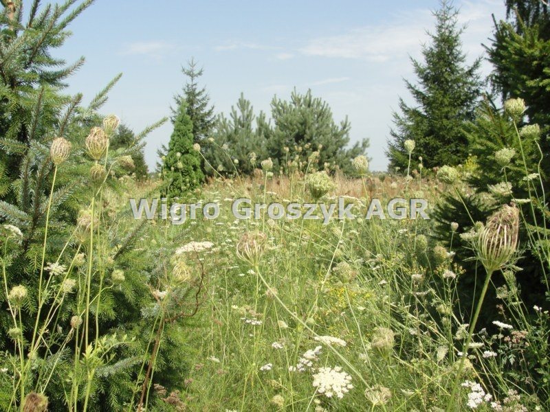 Działka 3000 m² w Strojcu – cicha okolica, media, blisko natury Strojec  3 000m2 Foto 1