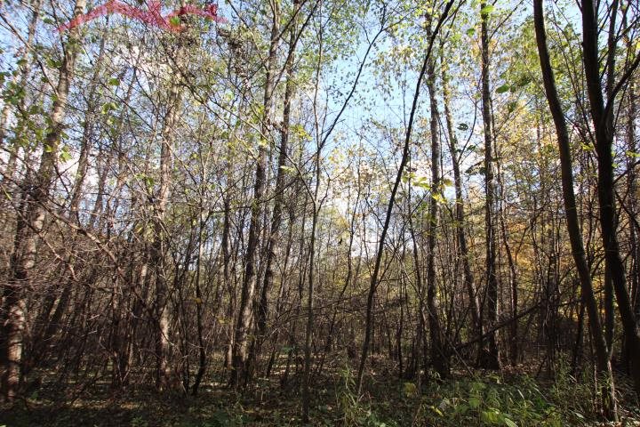 Działka leśna 2 ha w Chorkówce, brak planu Chorkówka  20 000m2 Foto 1