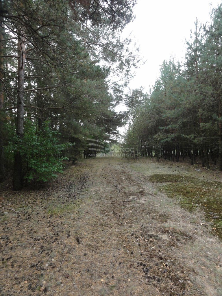 Działka leśna na sprzedaż Słonów  2 580m2 Foto 3
