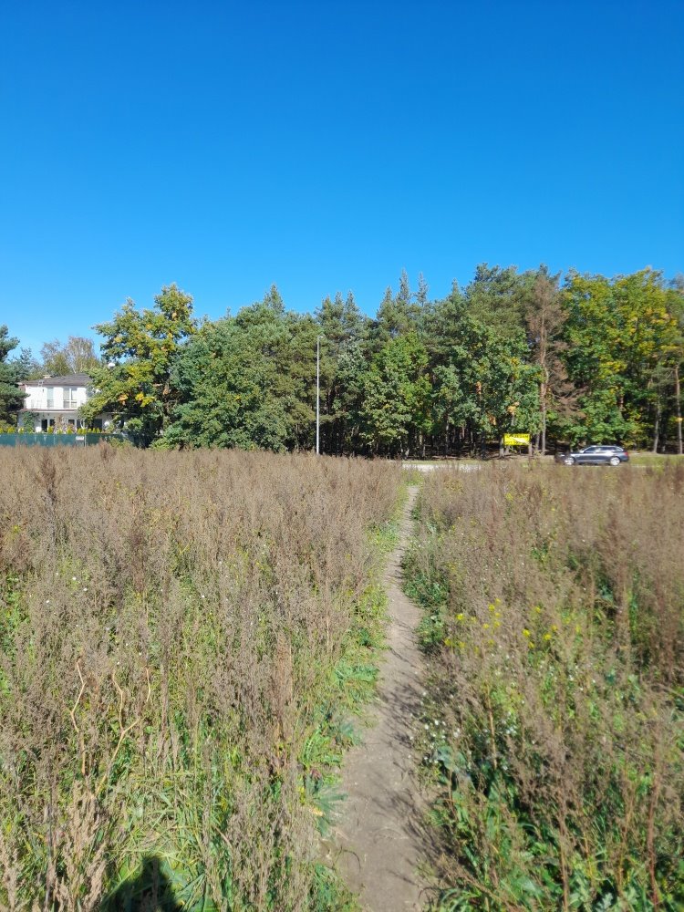 Działka leśna na sprzedaż Pieńków, Szeroka  3 200m2 Foto 3