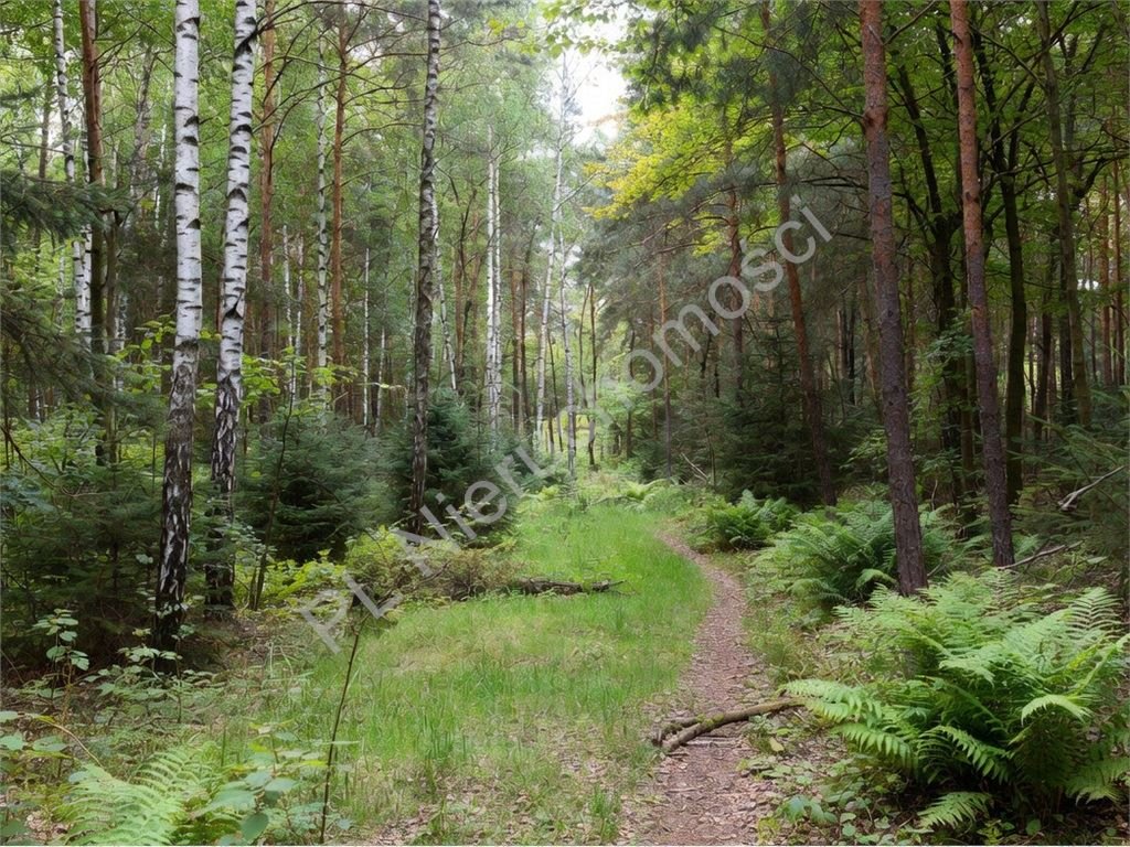 Na sprzedaż leśna działka z MPZP pod zabudowę 1220 m² Strzeniówka  1 220m2 Foto 1