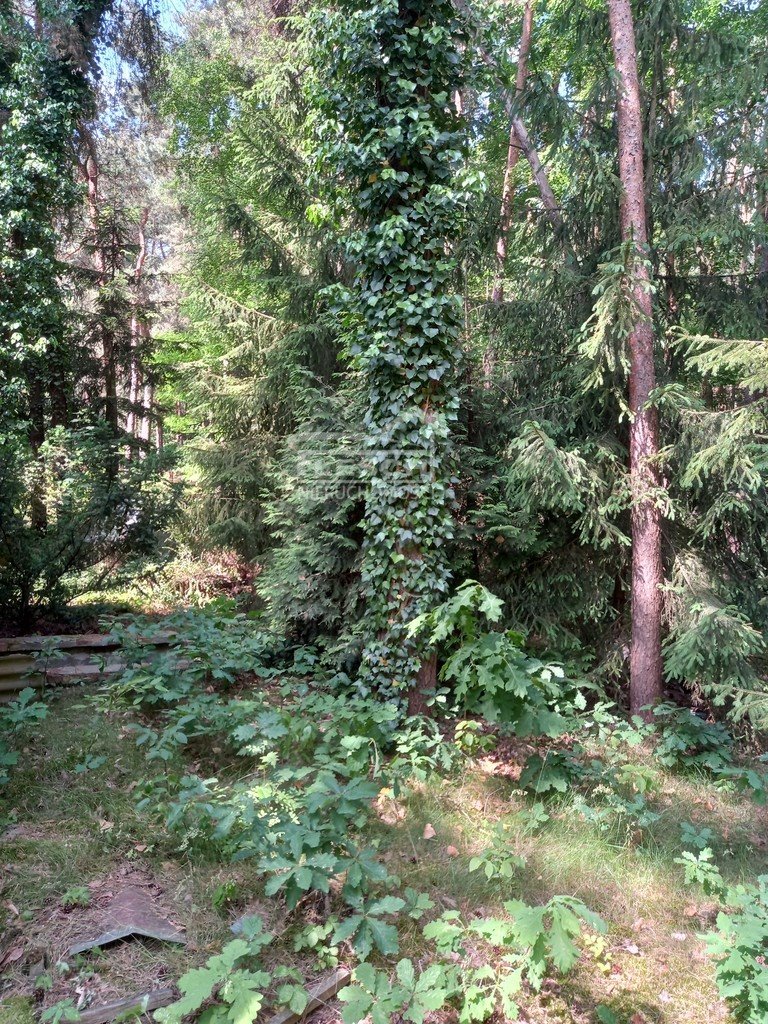 Działka leśna z prawem budowy na sprzedaż Siestrzeń  1 095m2 Foto 3