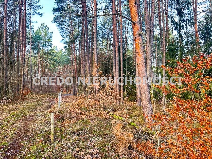 Działka rolna na sprzedaż Spychowo  2 636m2 Foto 13