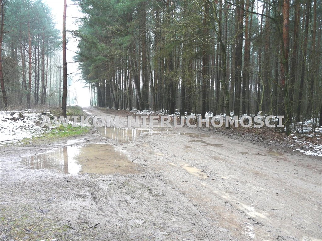 Działka leśna na sprzedaż Skierniewice, Borowiny  9 813m2 Foto 1