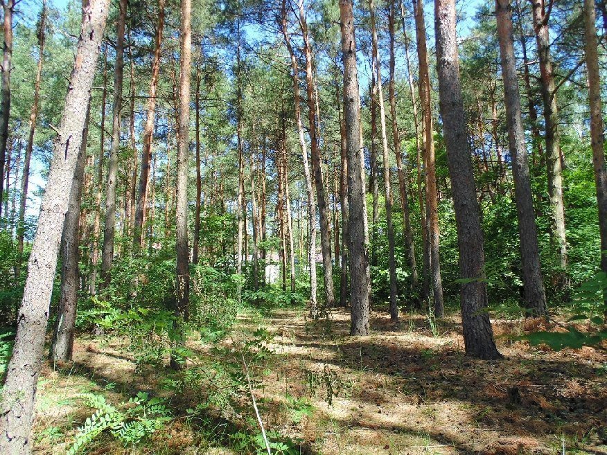 Działka budowlana na sprzedaż Konstancin-Jeziorna, Długa  2 581m2 Foto 1