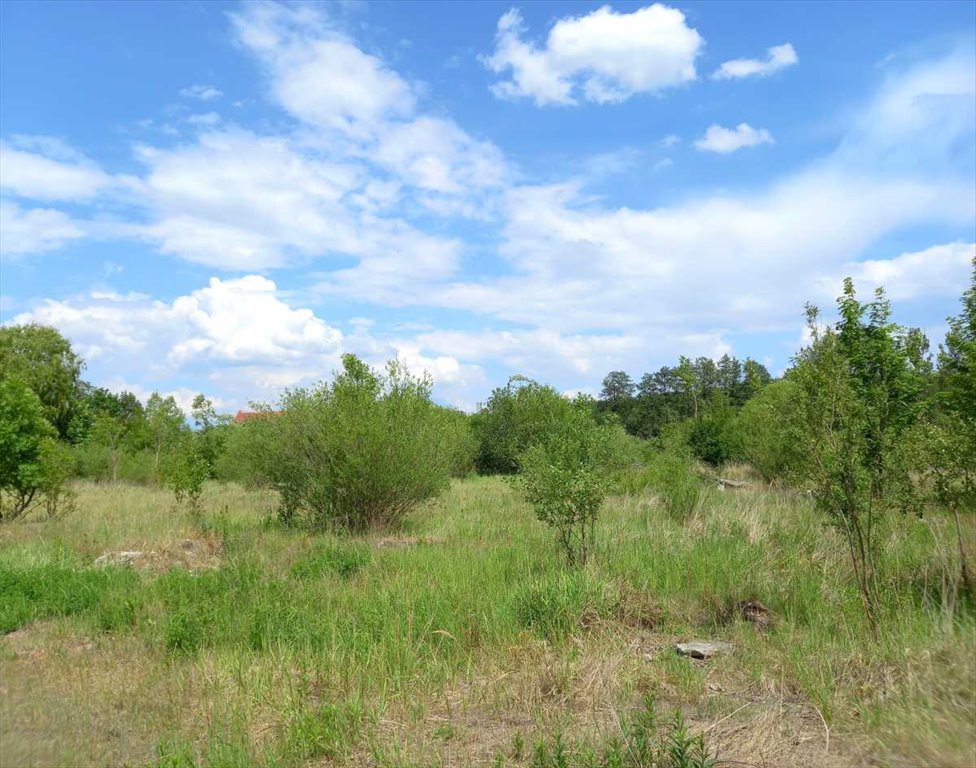 Działka budowlana na sprzedaż Chwaliszów, Chwaliszów  52 000m2 Foto 6