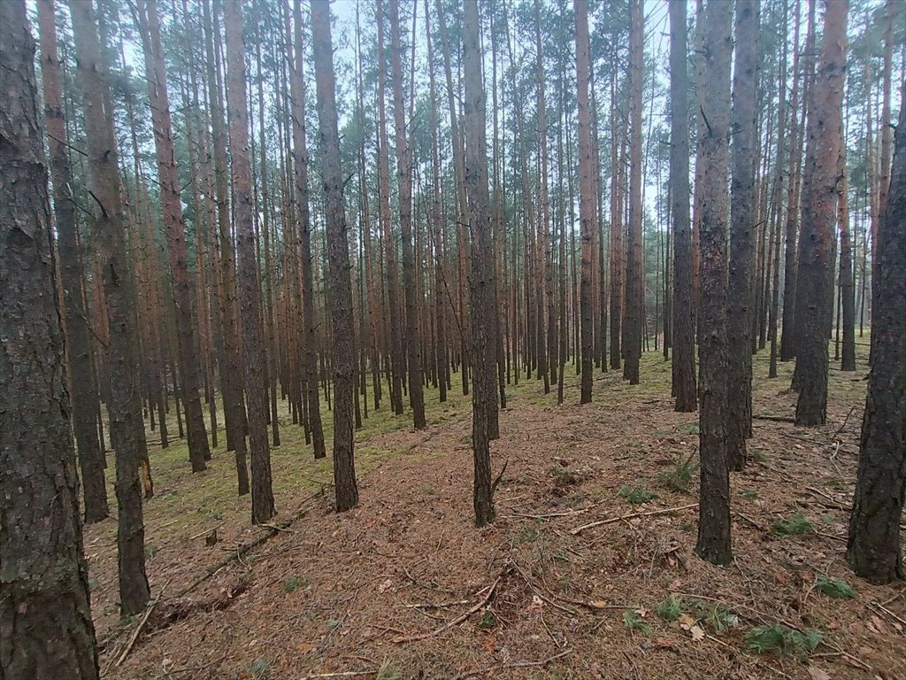 Działka leśna na sprzedaż Gorzakiew  27 000m2 Foto 11