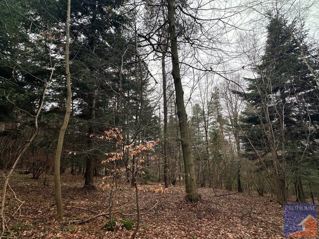 Działka leśna na sprzedaż Stara Wieś  7 100m2 Foto 7